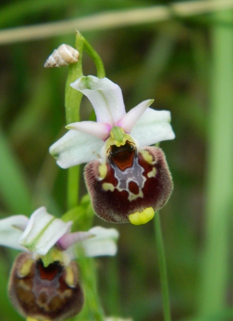 Ophrys appennina